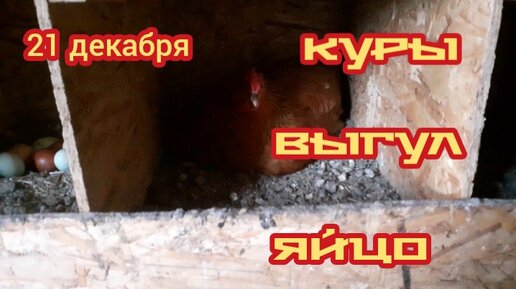 Куры несутся зимой, нужен ли им отдых?