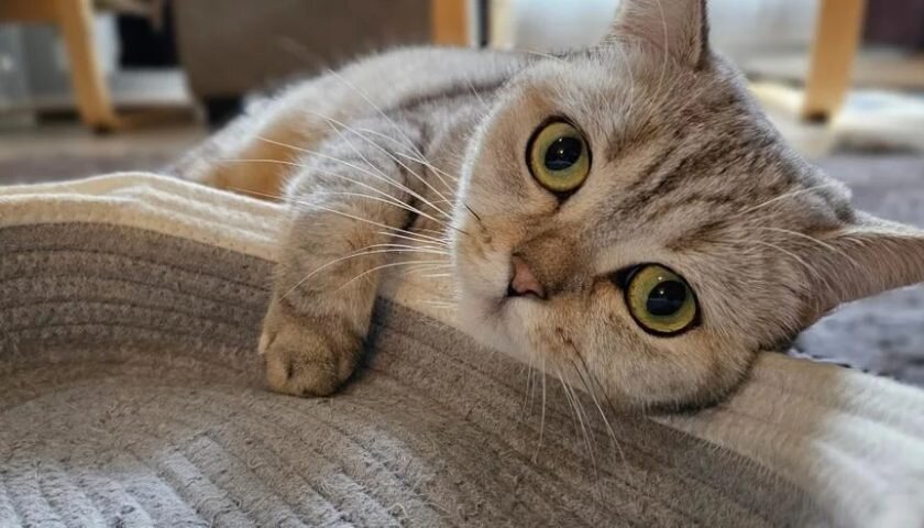 Анатомия хвоста