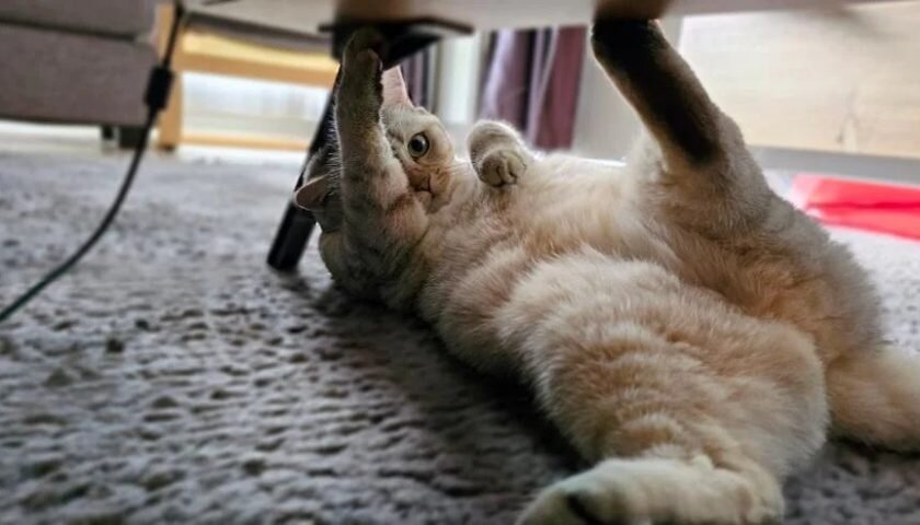 Кошки - хищные животные