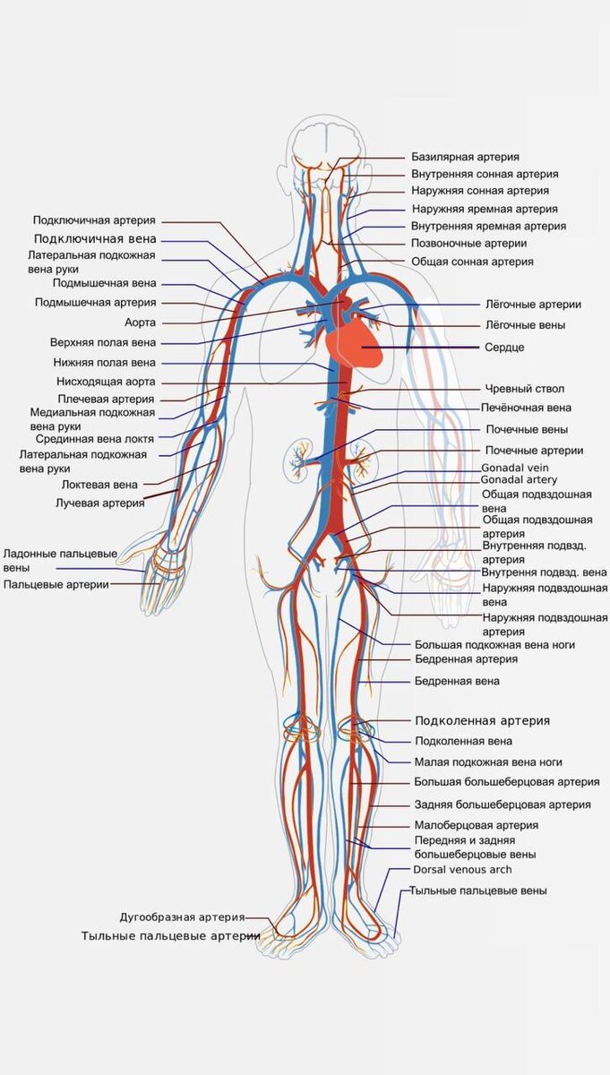 Кровеносная система | Искра | Дзен