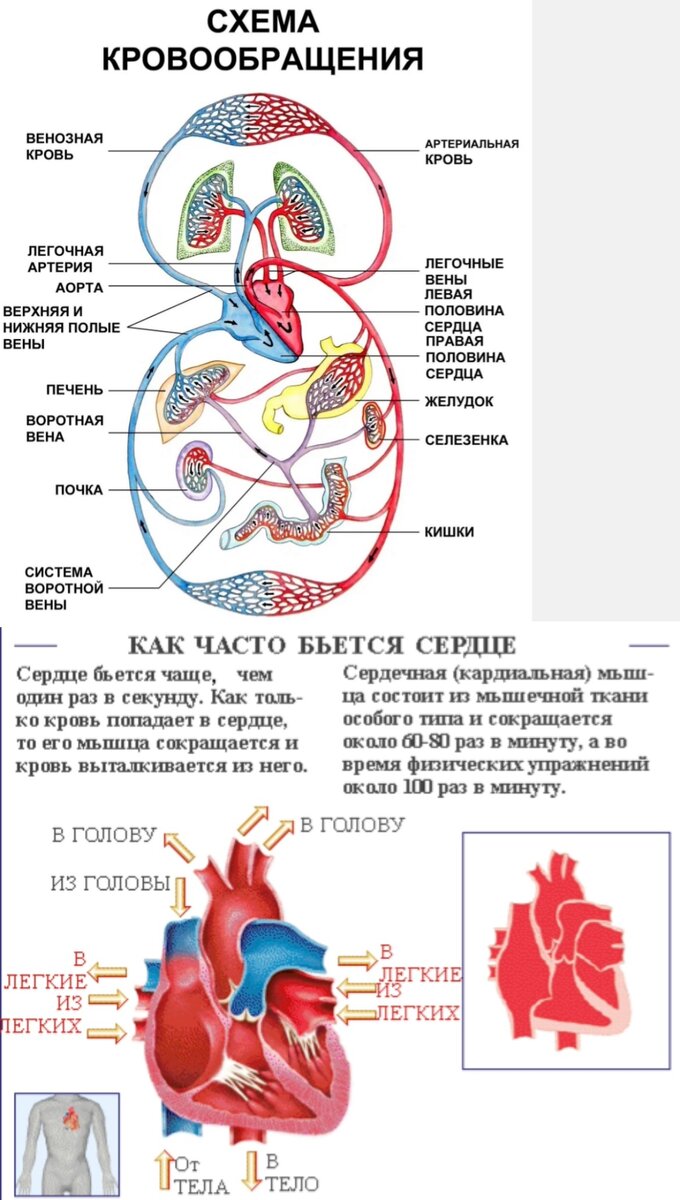 Кровеносная система | Искра | Дзен