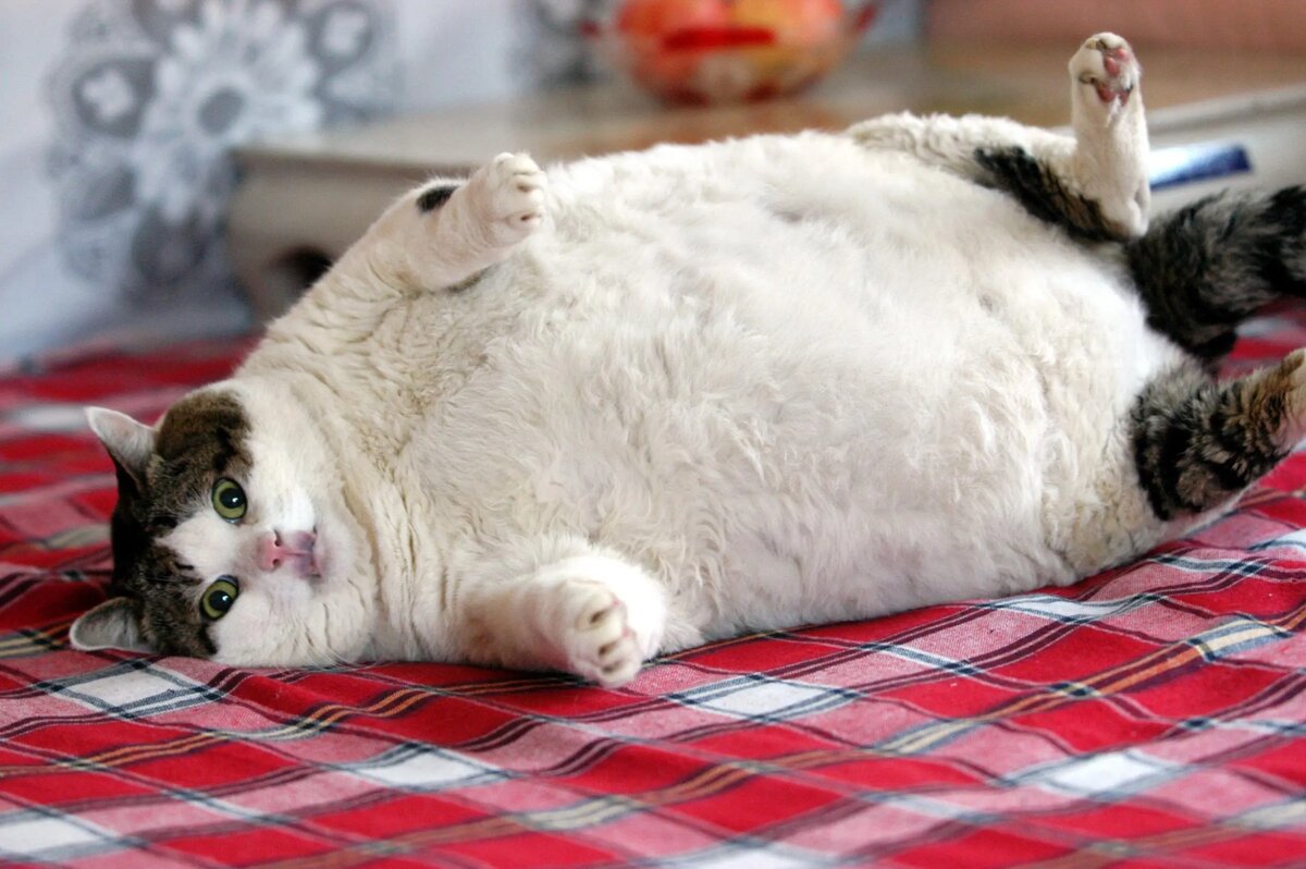 Кошки с лишним весом и их проблемы | Cat Craze | Дзен