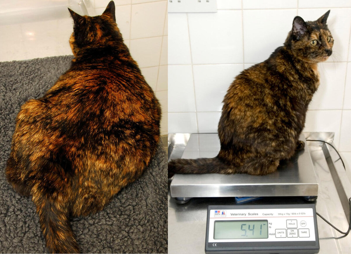 Кошка сбросила с конструкции один кубик. Коты с ожирением. Котики с лишним весом. Лишний вес у кота. Кошка с избыточным весом.