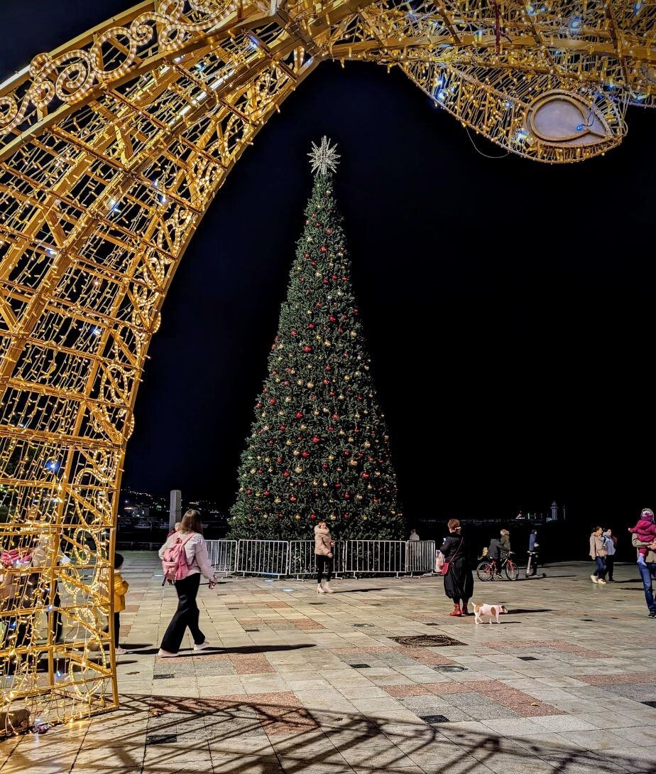 Южнобережная елка