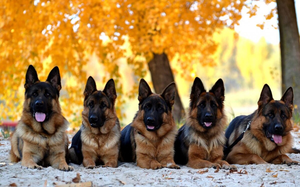 - И мы банда!