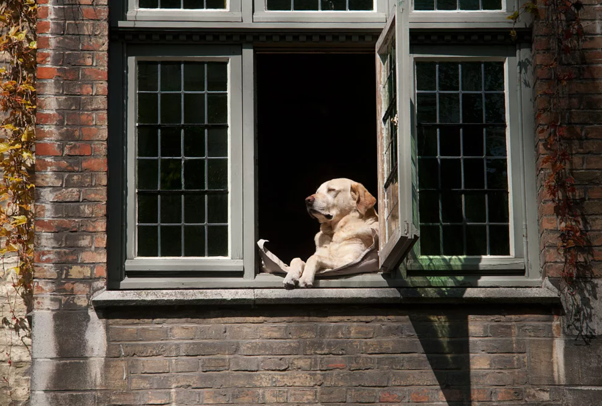 Я выглянул из окна и увидел. Собака в окне. Щенок на окно. Собака ждет. У окна.