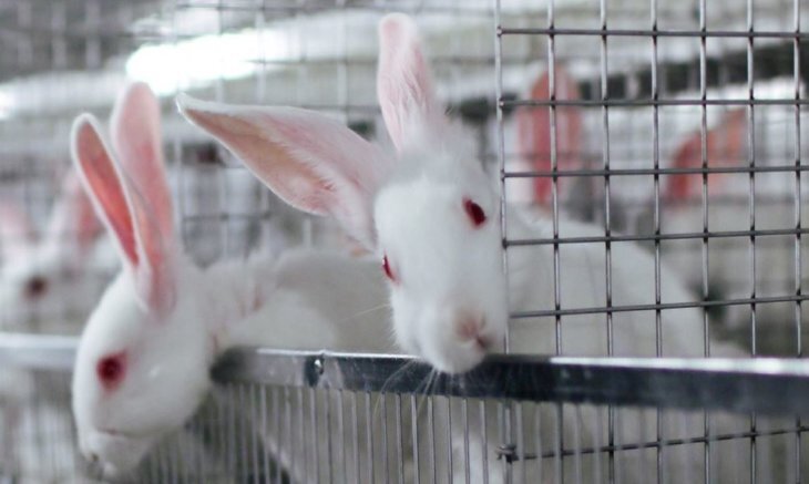    Новые ветеринарные правила по кролиководству Минсельхоза РФ