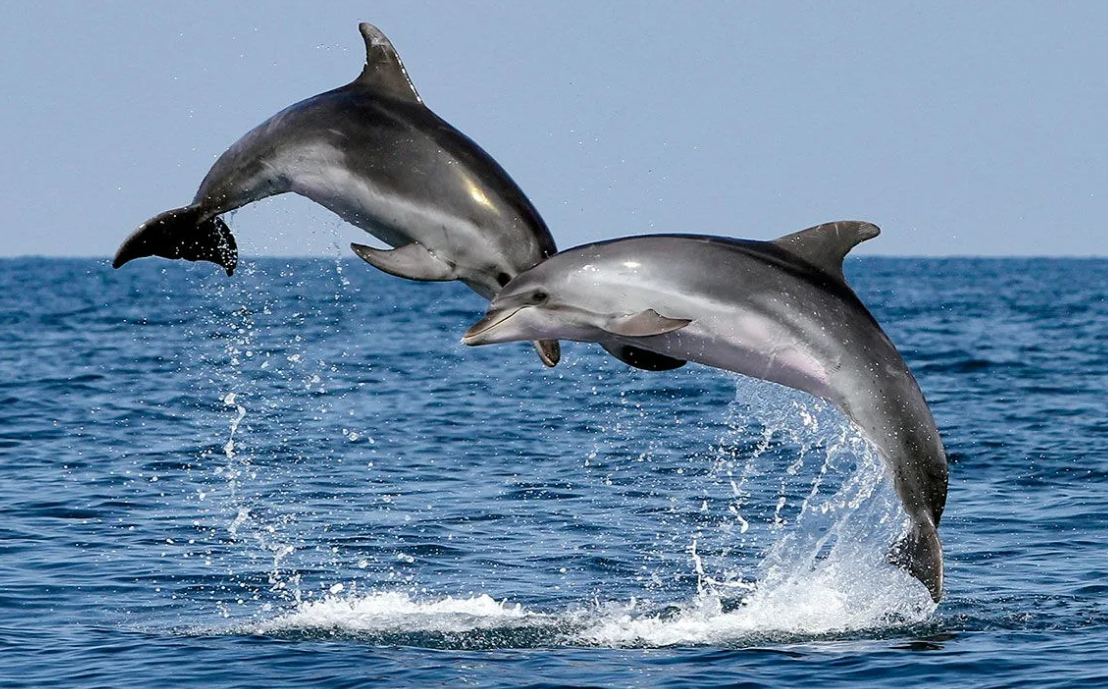 Дельфин-Афалина. Дельфины афалины. Афалина (Tursiops truncatus). Черноморская Афалина. Скорость дельфина в воде