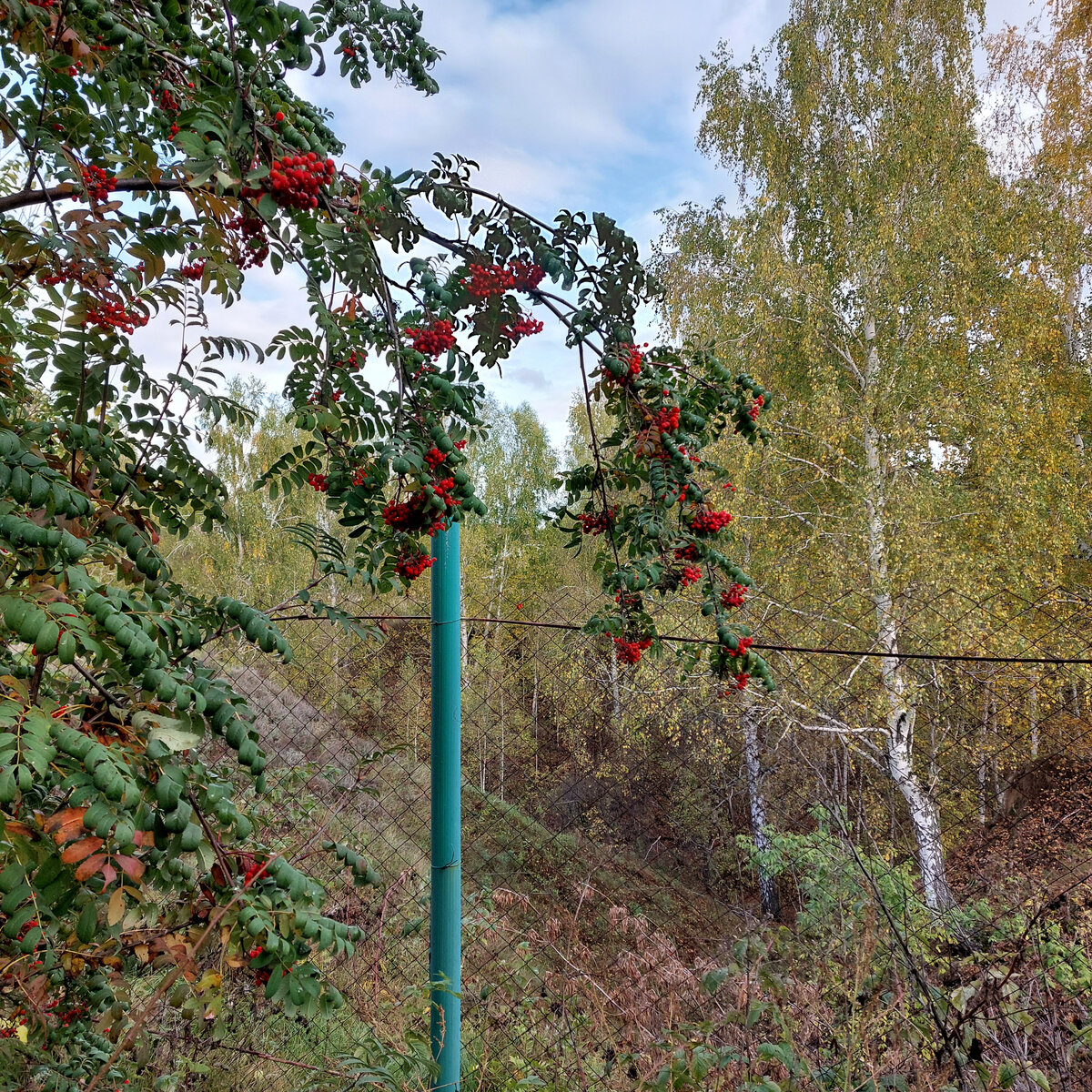 Нашла в Дзене способы заморозки рябины и облепихи. Не знала | Дом, сад,  телескоп, Алтай | Дзен