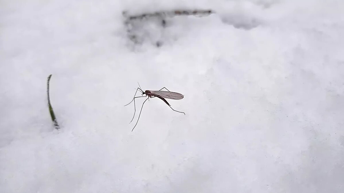     Потепление в Москве обрело неожиданный поворот. Жители столицы заметили на улице проснувшуюся лягушку. Пробудились и комары.