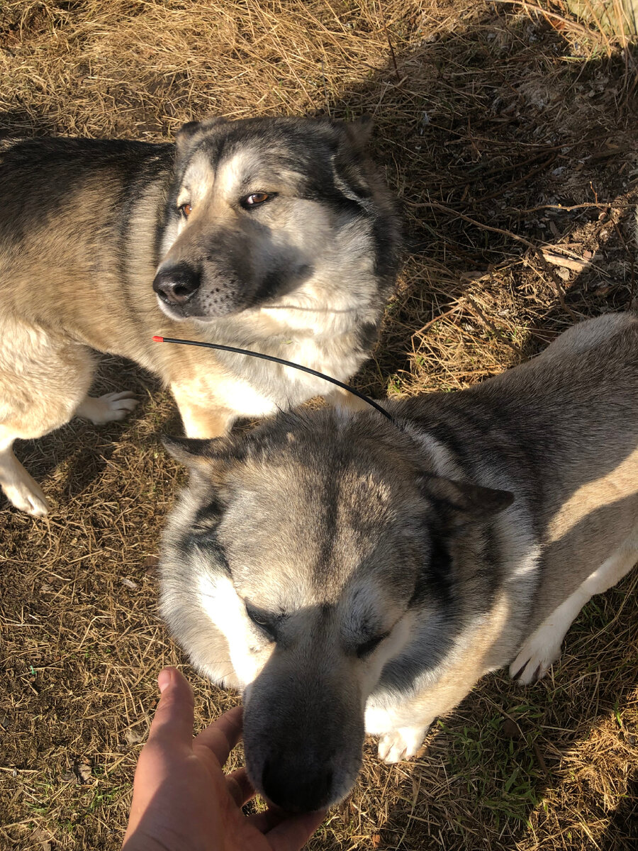 Красивые и умные лайки