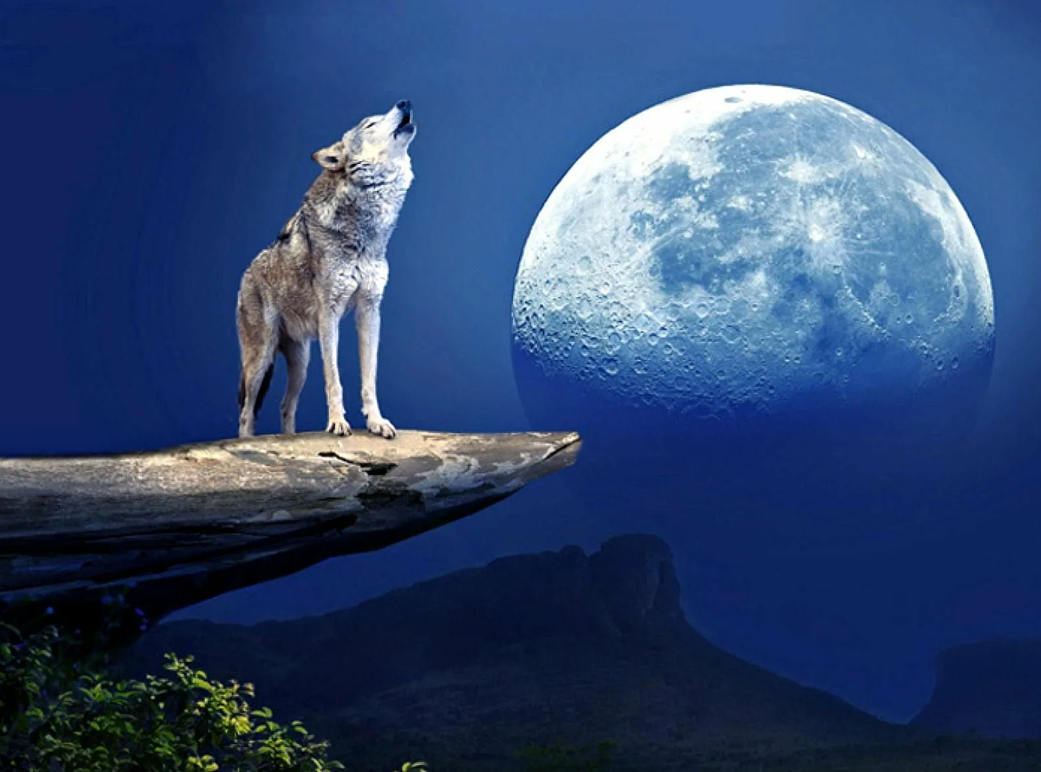 Call of the wild!!! Wolf pictures, Wolf photos, Wolf spirit