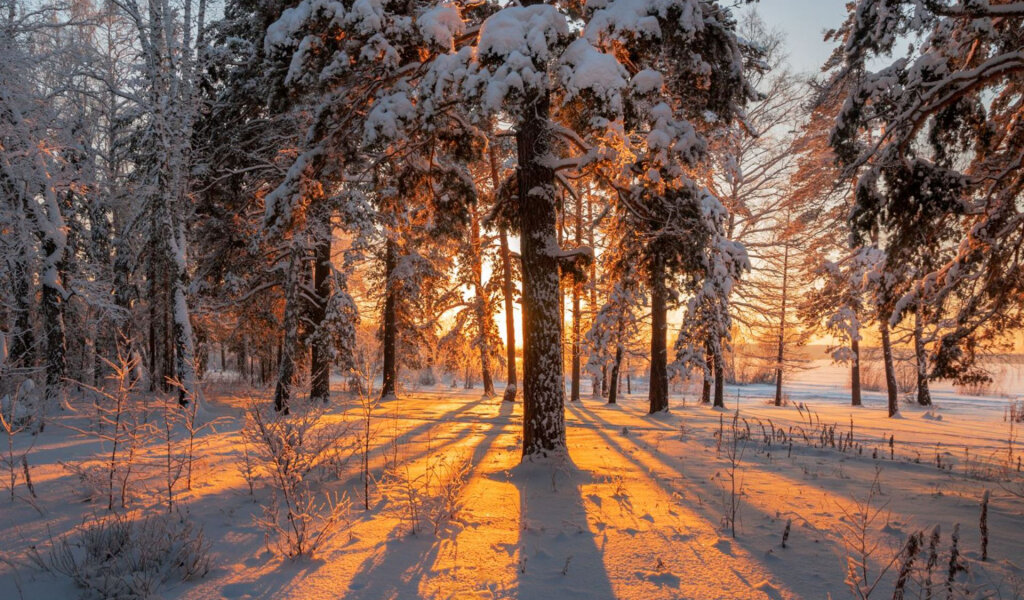 Фото из открытого доступа