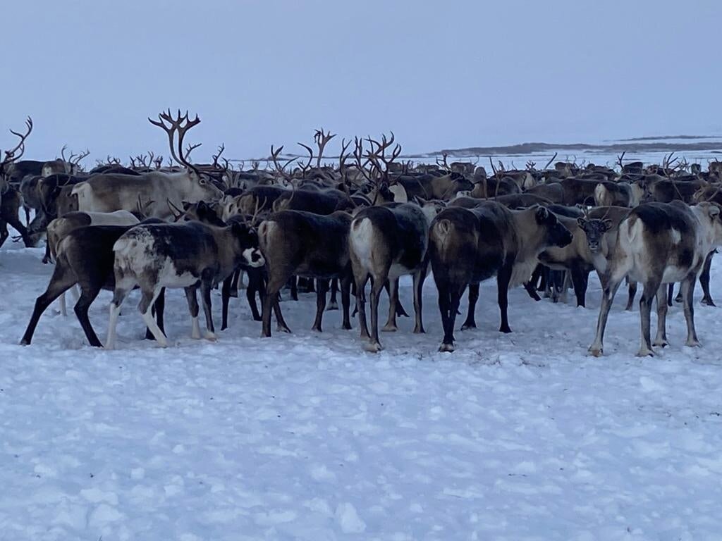 Фото сделано на стойбище оленей 