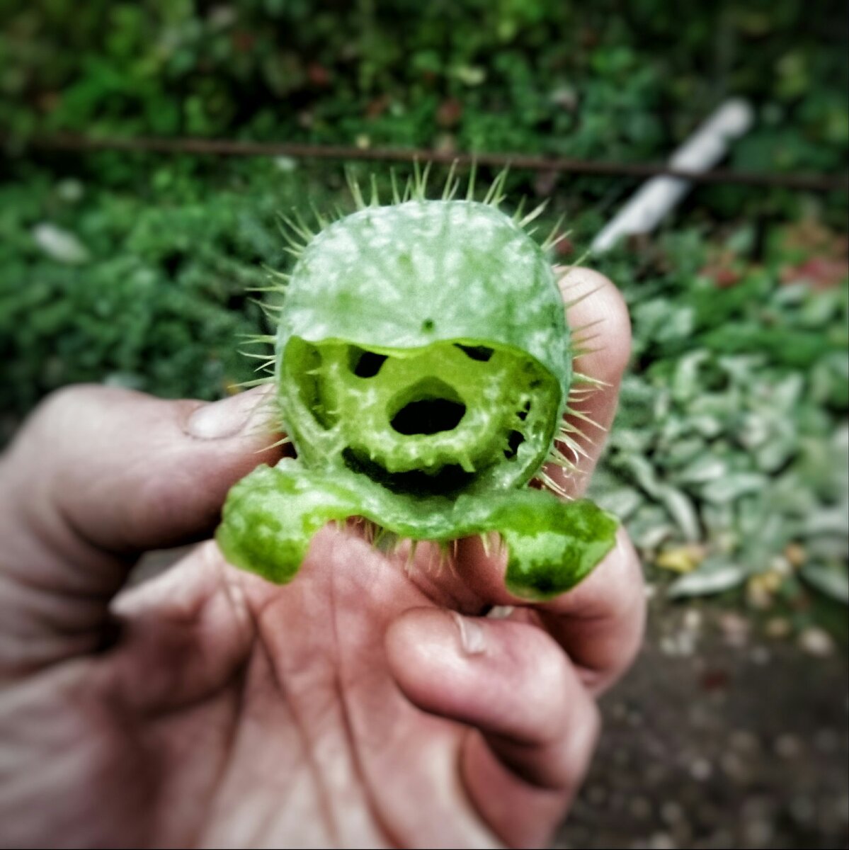 Растение бешеный огурец. Фото https://cs10.pikabu.ru.