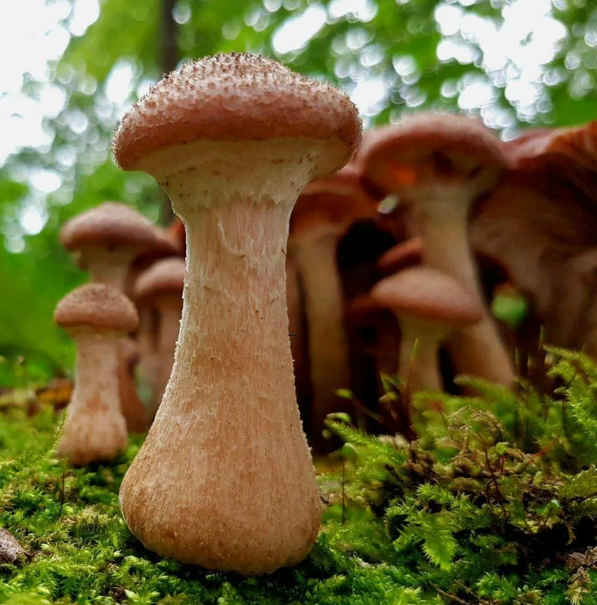 Опенок толстоногий, объясните свою толстоногость?