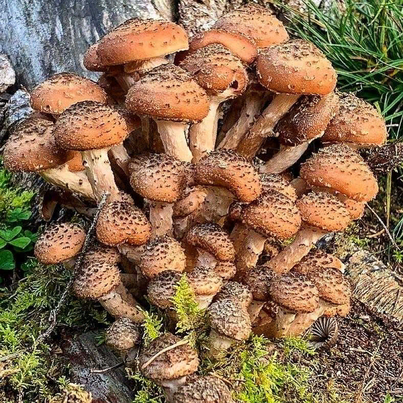 Опёнок тёмный