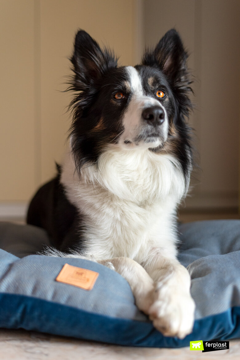 Вот они какие, бордер колли!