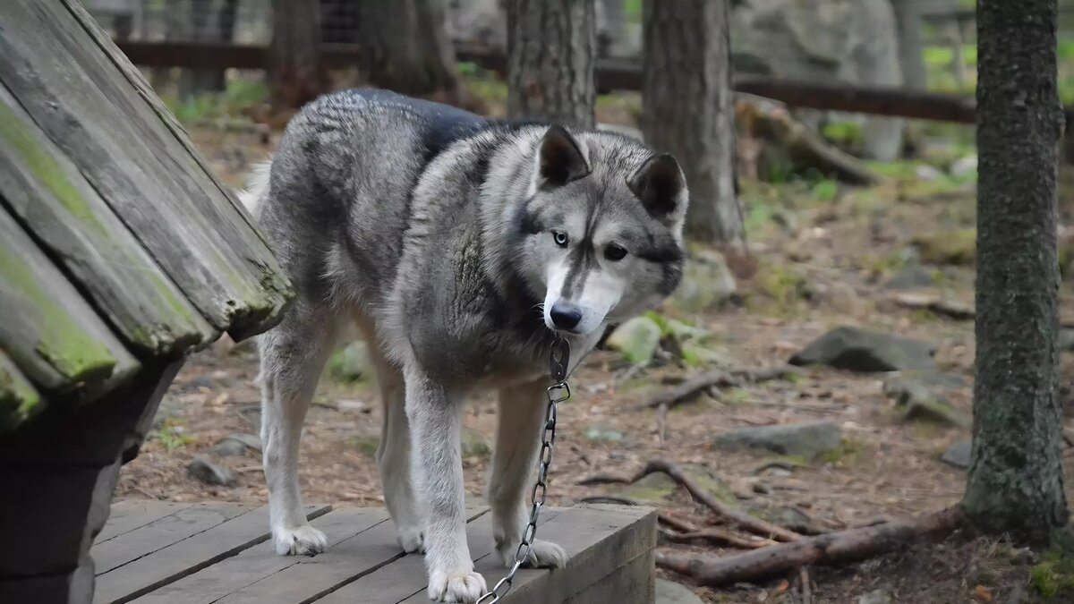     В Мегионском СОНТ «Обь» обнаружили собаку с подозрением на бешенство. Мегионцы подозревают лис, которые могли укусить и заразить пса.