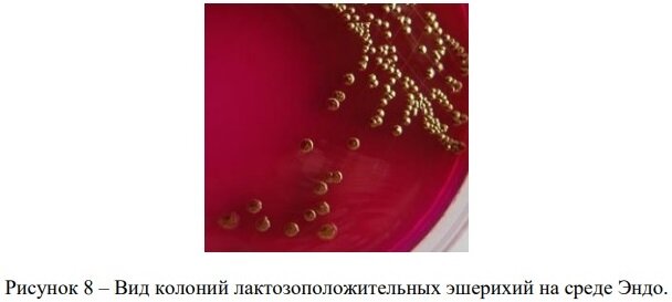 Изображение из учебного пособия по эшерихиям от 2016 г.