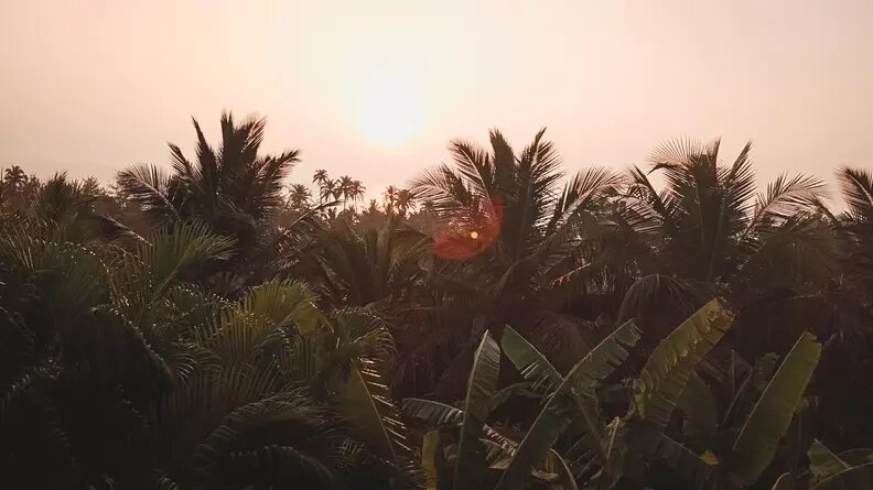     Энтомолог из Тюмени Мария Орлова несколько дней провела в африканской стране Бурунди, где обучала местных ученых зоолого-энтомологическим исследованиям. Также кандидат биологических наук поделилась с коллегами опытом в предотвращении распространения заразных заболеваний.