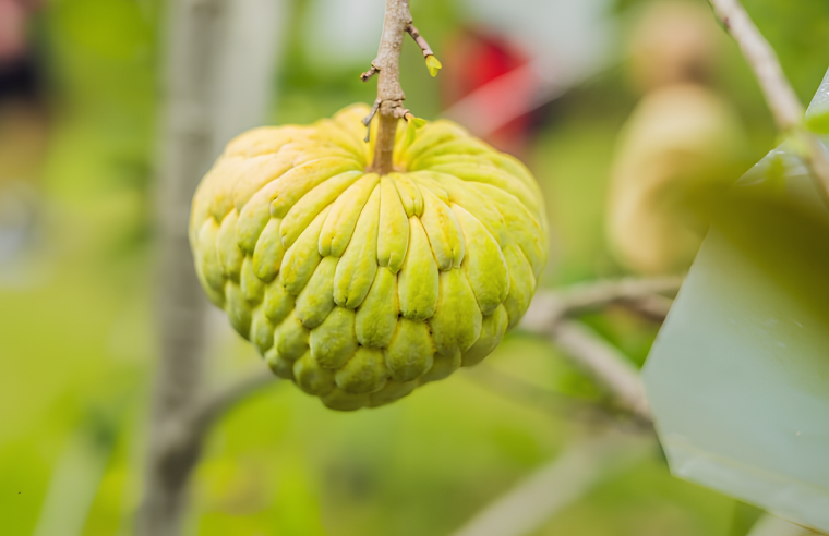 Черимойя: уникальные свойства популярного фрукта | FRUIT LEVEL ...
