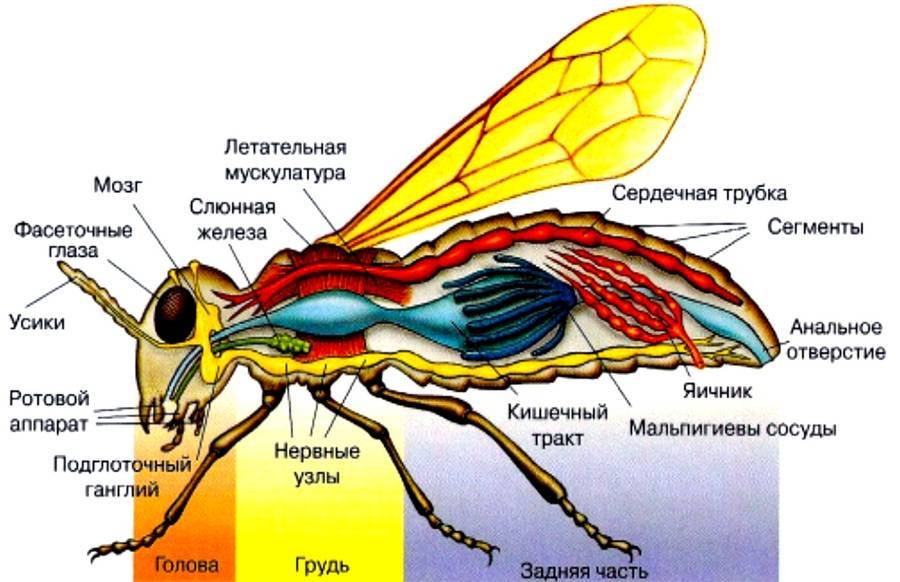 Зоология насекомых. Внутренне строение пчелы. Строение туловища насекомых пчела. Нервная система мухи. Анатомия пчел внутреннее строение