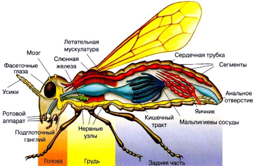 Рассмотрите рисунок с изображением насекомого укажите видовое название данного представителя