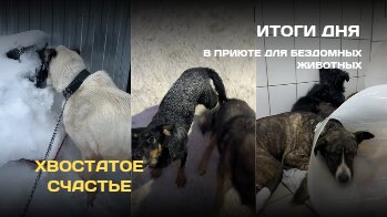 Итоги дня в приюте для бездомных животных Хвостатое Счастье 🐶