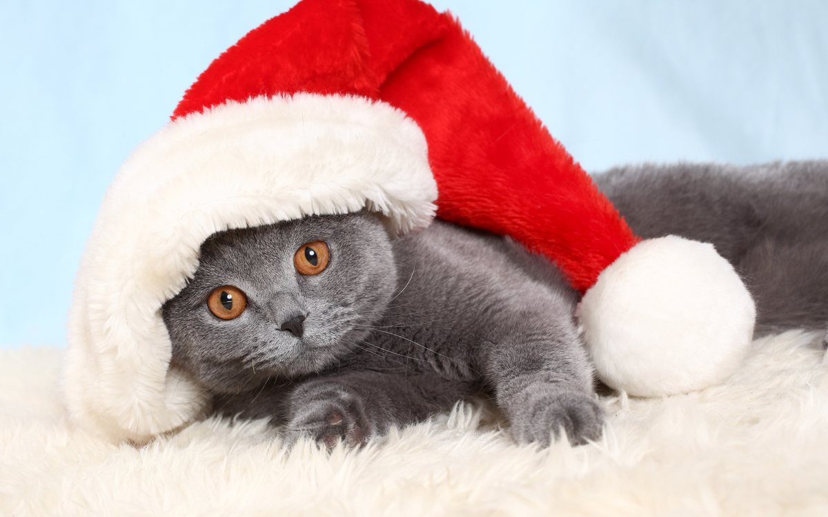 Новогодний серый котик. Новогодние коты. Кот новый год. Кот в колпаке Деда Мороза. Кот в новогодней шапке.