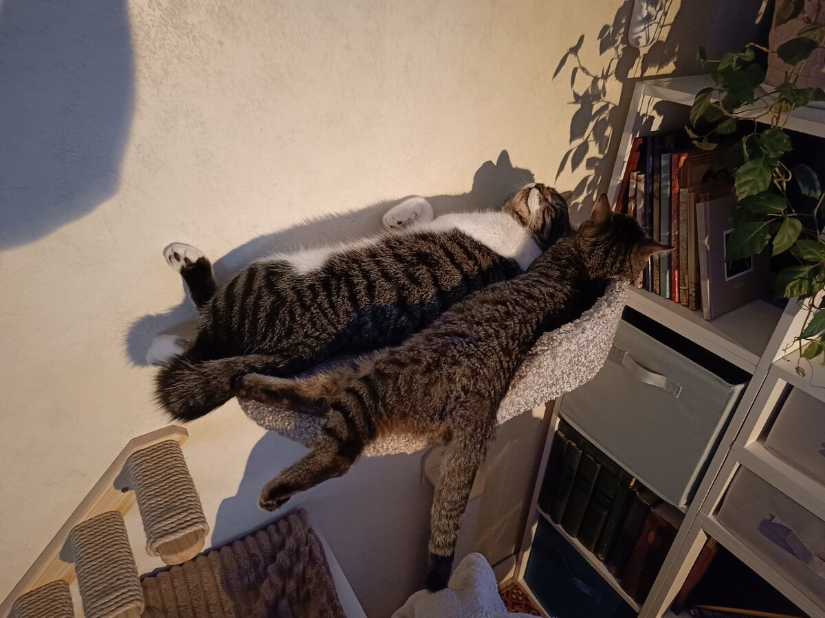 Кузя и Бусинка вкушают послеобеденный сон