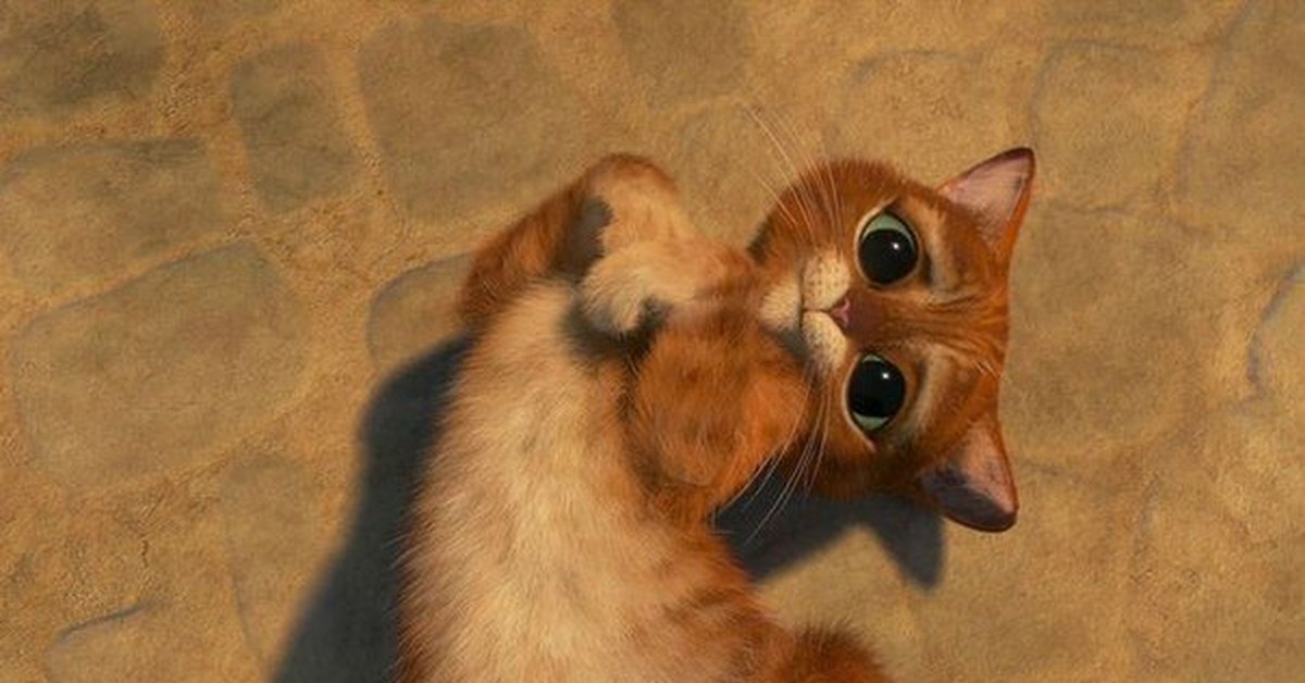 грустная собака. поставь говорящие животные. рыжий котик. канал говорящие животные. собака за ноутбуком.