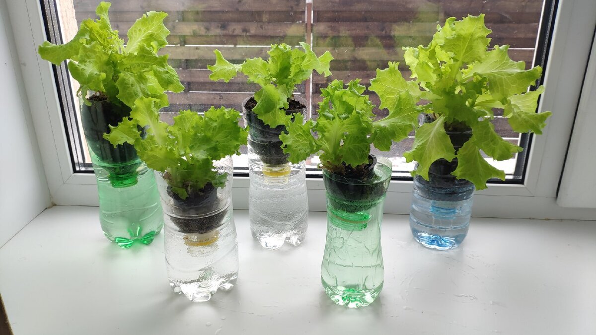 Листья салата на подоконнике. Салат в горшке на подоконнике. Салатный лист на подоконнике. Листья салата на подоконнике. Как вырастить салат в квартире зимой.