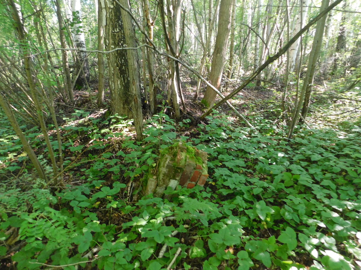 Ничего не говорит о том, что здесь была школа. Лишь периметр фундамента скрывают заросли кустов и деревьев, да кое-где обломки кирпичной основы школьного здания Немовского земского училища.