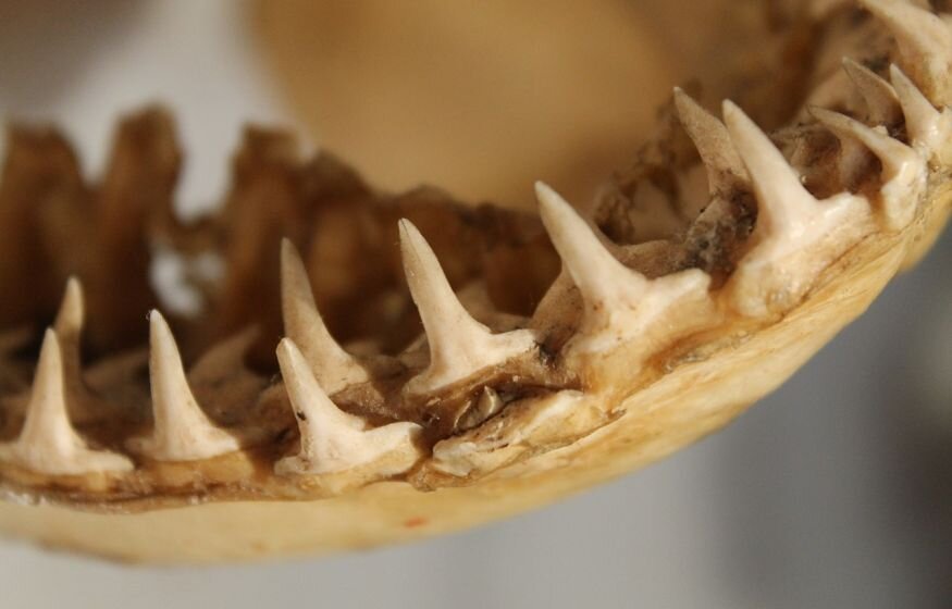    Мега находка! Обнаружен первый в мире полностью сохранившийся зуб мегалодона