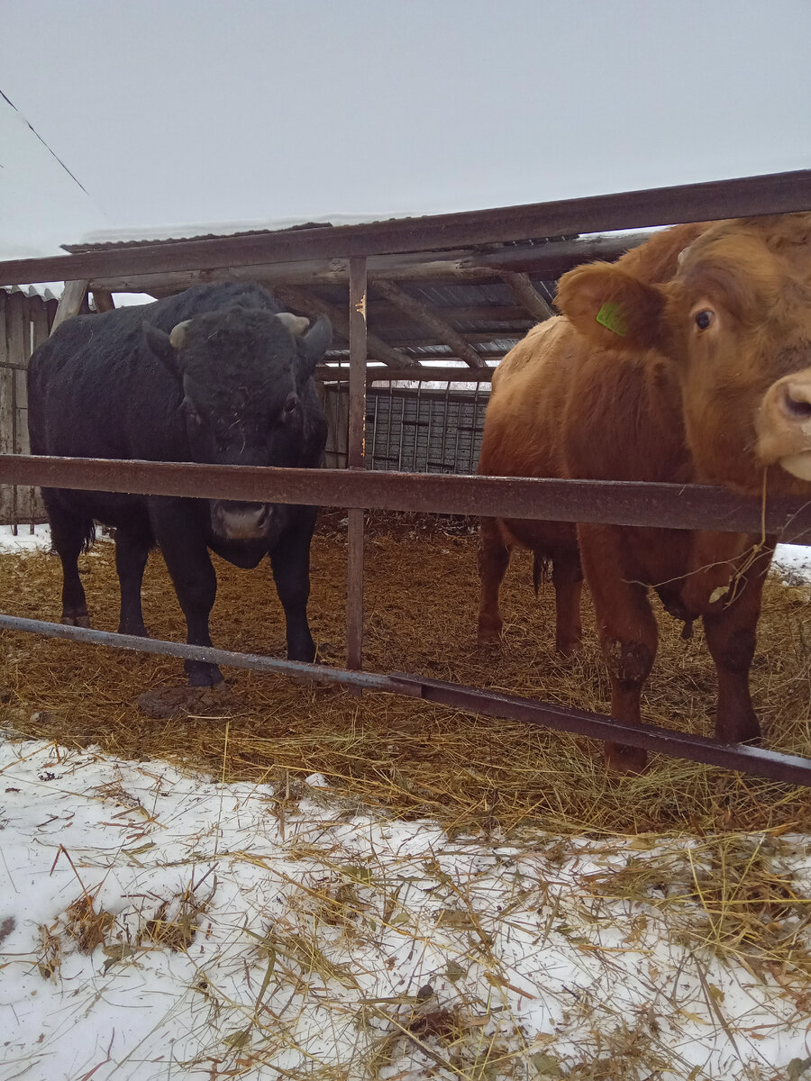 Вот они какие у нас)