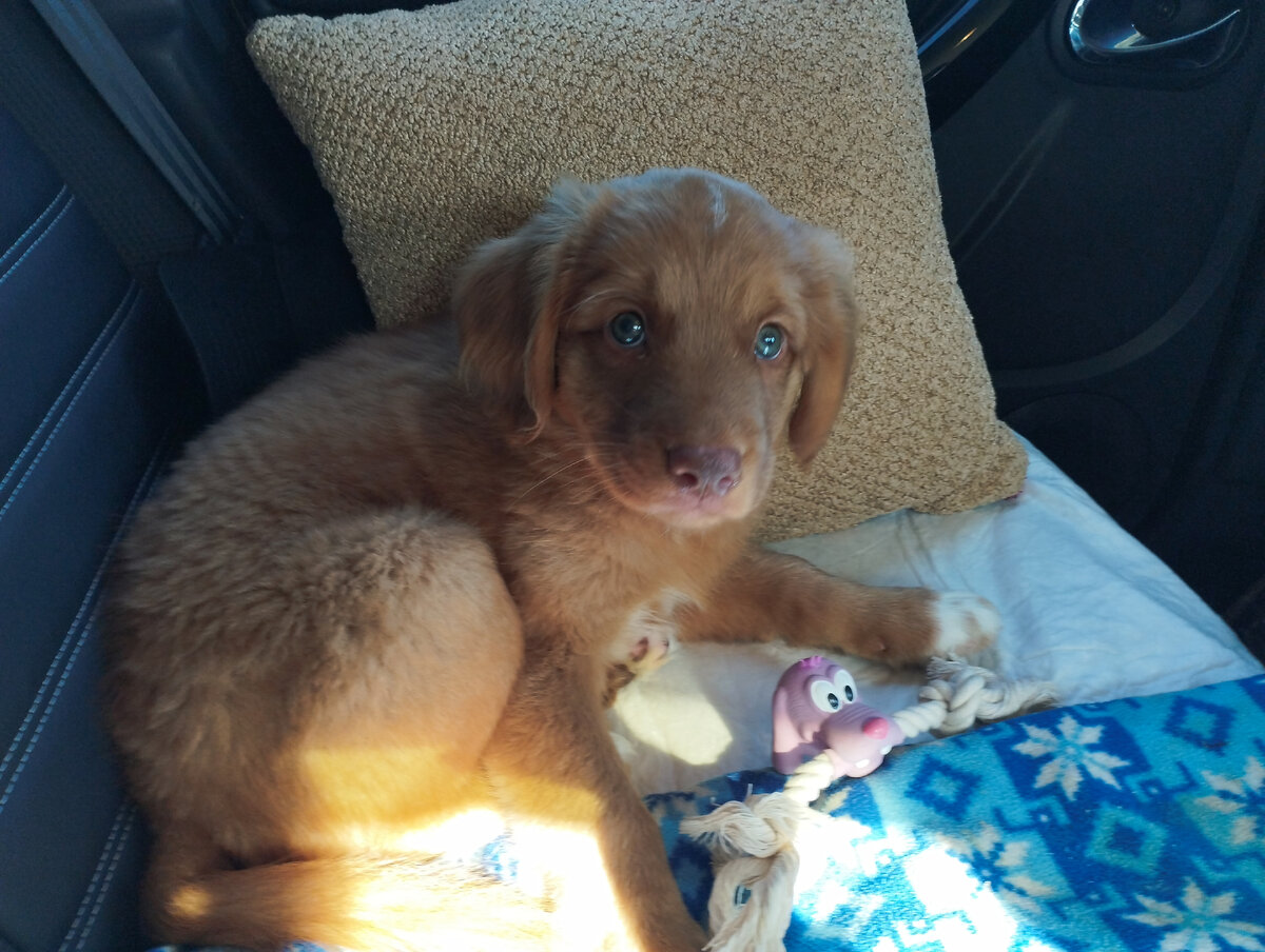 Ирвин едет из Ярославля