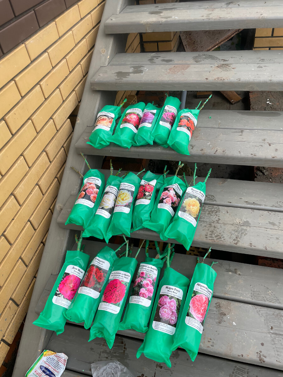 Часть моих саженцев весной 2023