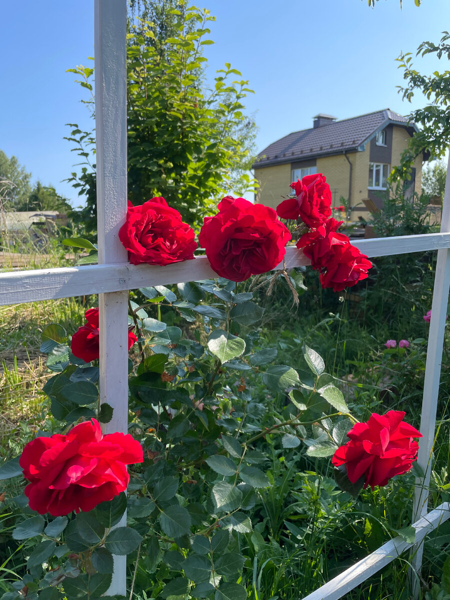 «Симпатия» на второй год 