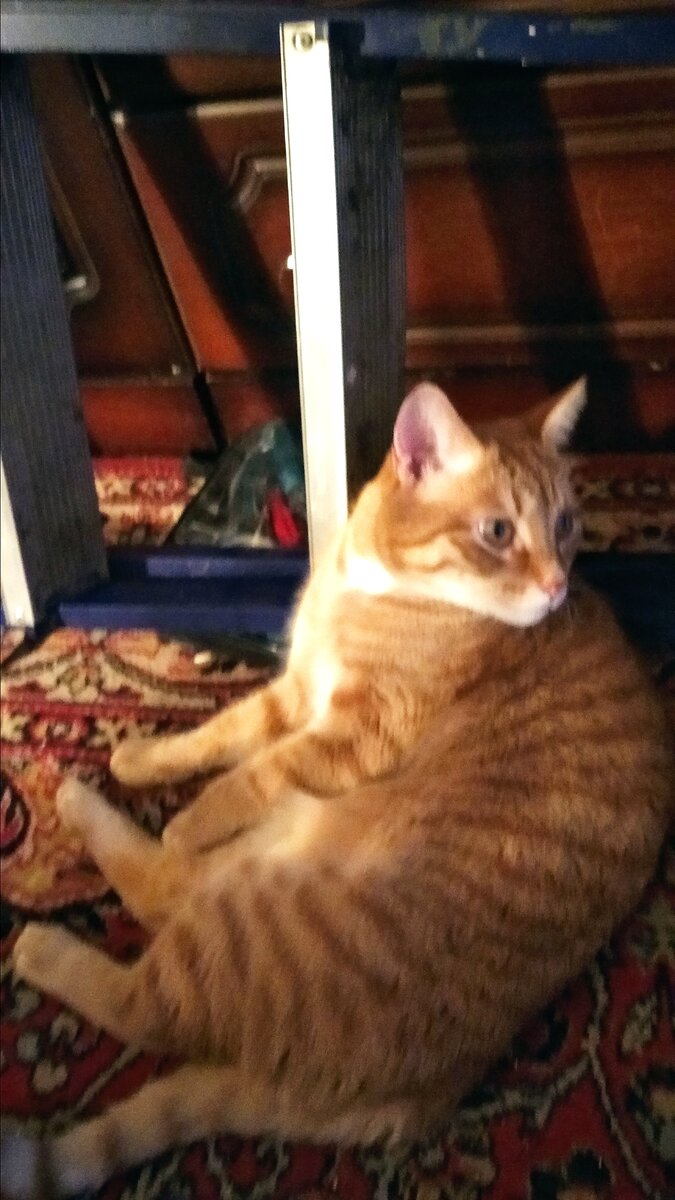 Личное  фото