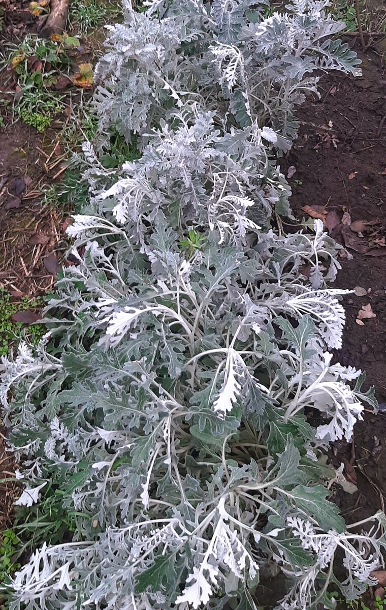 Андромеда, 21 декабря 2023