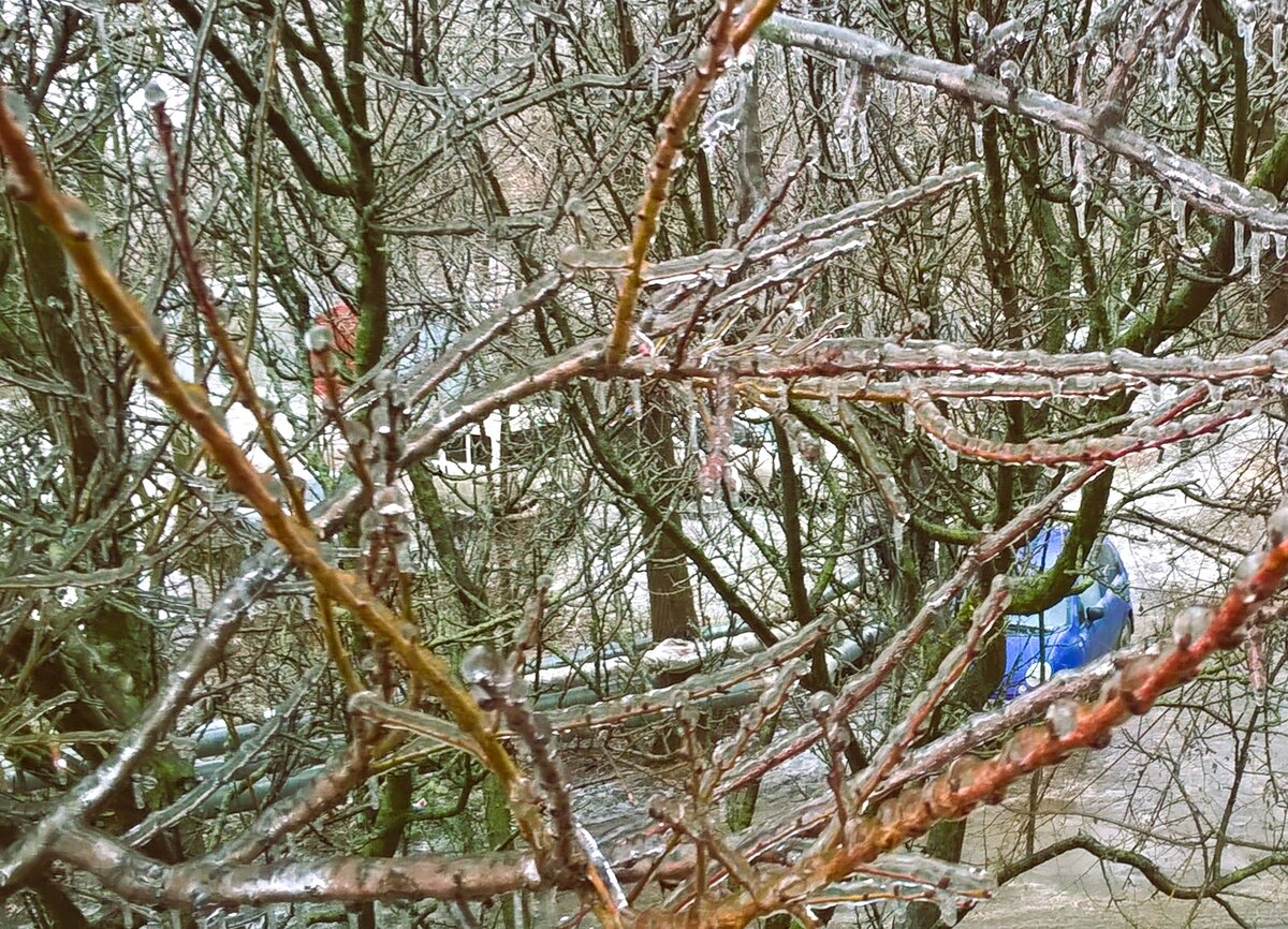 Обледеневшие ветви