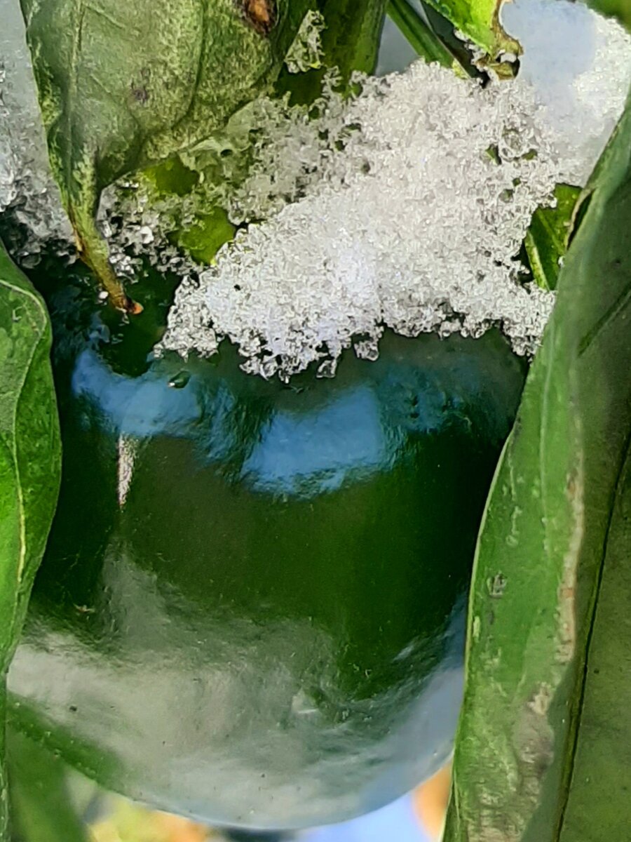 Где зима, а где болгарский перец? У нас и вместе!