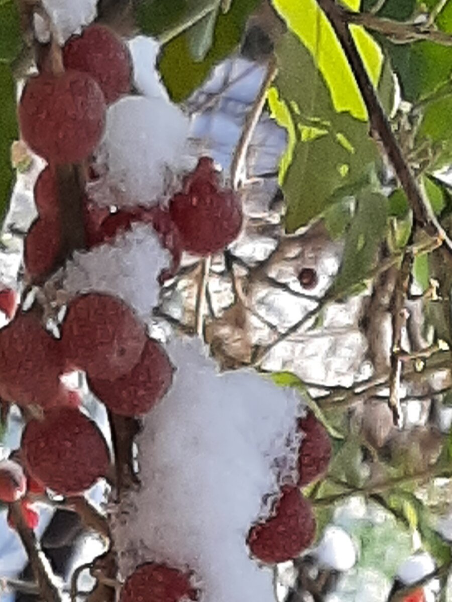 Шефердия (ягода буйвола) под первым и единственным в 2023 году снегом.