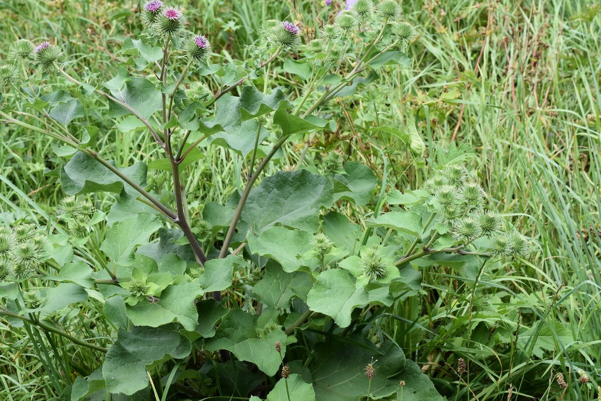 Лопух большой Arctium Lappa l