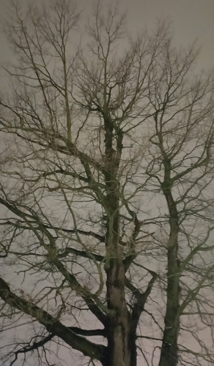 А на небе тучи ... Просто дерево в парке. А за деревом небо. А на небе тучи ... Парк Лианозовский. Дерево не знаю какое. Фото автора(здесь и далее).