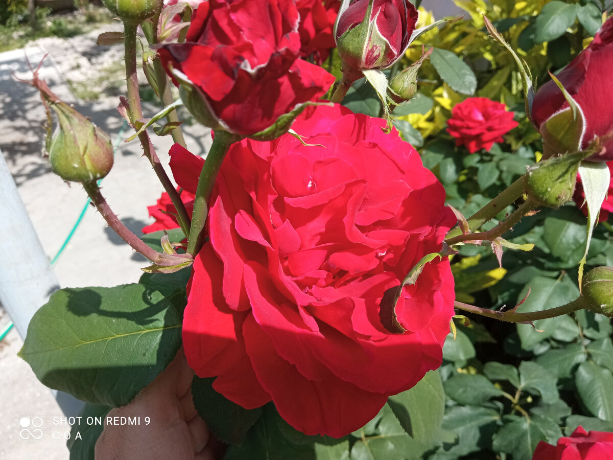 Фото не айс, но посмотрите, какой размер цветка и сколько бутонов. Фото автора.