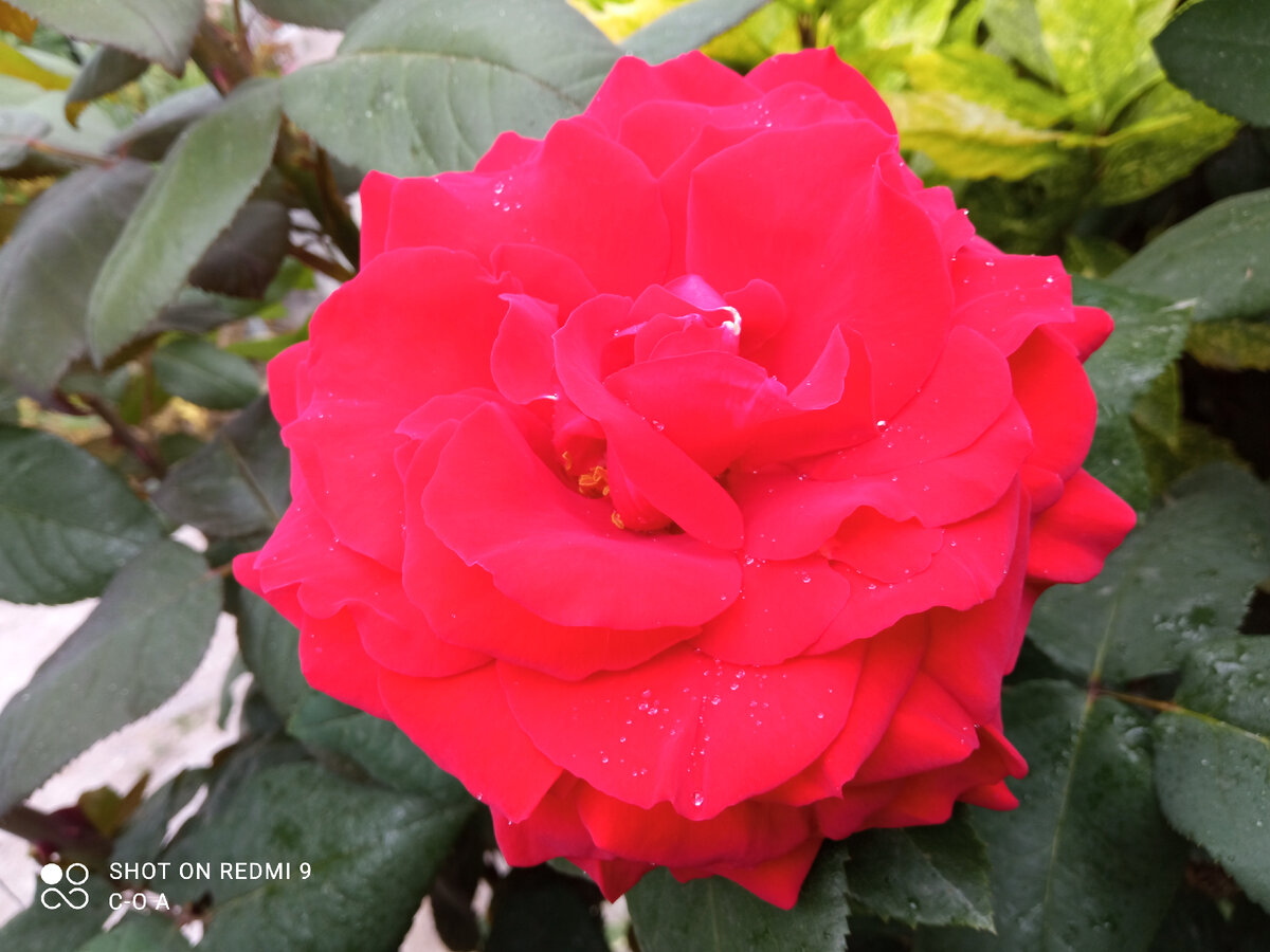 Роза Ингрид Бергман. Фото автора.