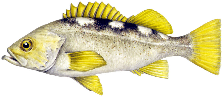Sebastes flavidus