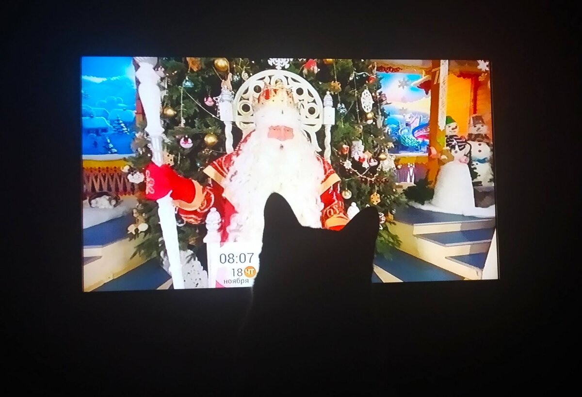 Кот Тихон.
